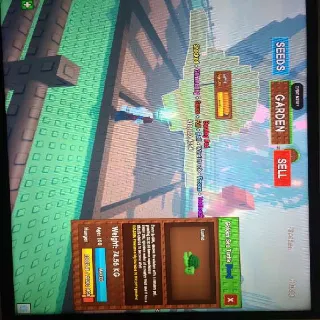 TITANIC SEA TURTLE (GOLD)