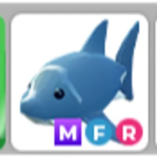 mfr shark