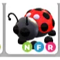 NFR Ladybug