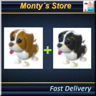 SPRINGER SPANIEL BROWN & BLACK