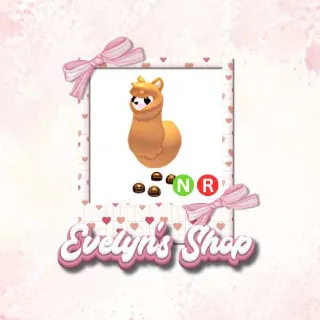 NR Alpaca ADOPT ME