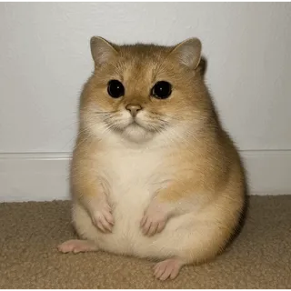 BUNDLE ( CHECK DESC )