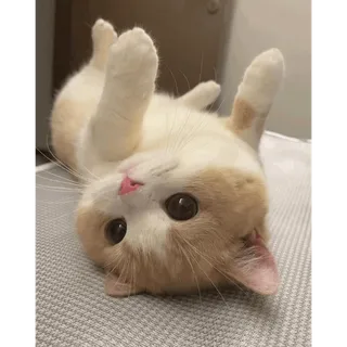 BUNDLE ( CHECK DESC)