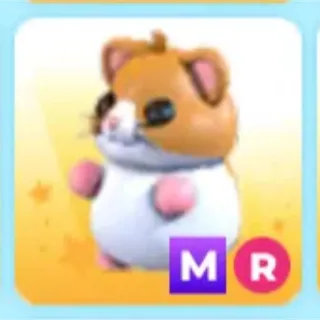 MR hamster