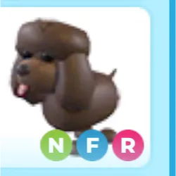 nfr Irish Water Spaniel