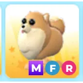 Mfr Pomeranian 