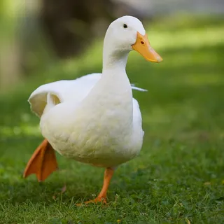 DouggieTheDuck