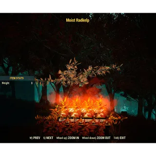 Moist Radkelp (display item) x8pcs.