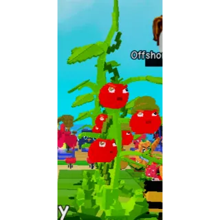 HUGE (6.7KG) TOMATRIO