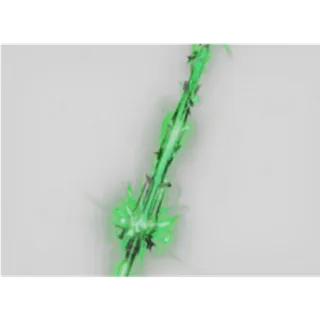 ENTERNAL GHOUL - FISCH