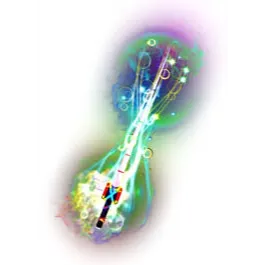 MAGICIAN'S CLUSTER / MAGICIANS CLUSTER / MAGICIAN CLUSTER - FISCH