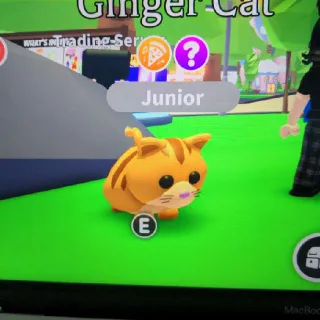 Ginger Cat X2