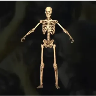 DR. BONES