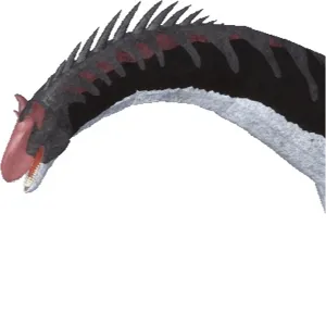 DS Sauro Remodel