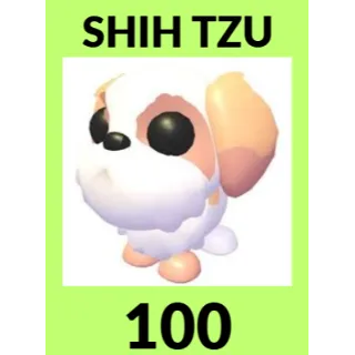 100x Shih Tzu