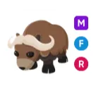 MFR musk ox
