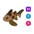 MFR Leopard Shark