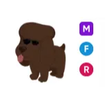 MFR irish water spaniel