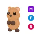 MFR quokka