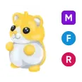 MFR Golden Hamster 