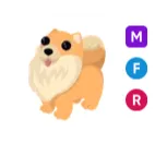 MFR Pomeranian