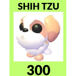 300x SHIH TZU - ADOPT ME