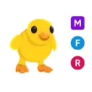 MFR chick
