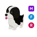 MFR black spaniel springer