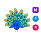 MFR Peacock