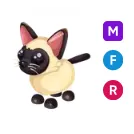 MFR Siamese Cat
