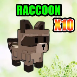 RACCOON