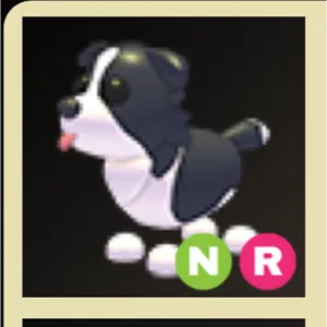 NR Border Collie