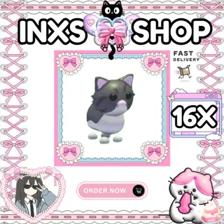 PERSIAN CAT 16X
