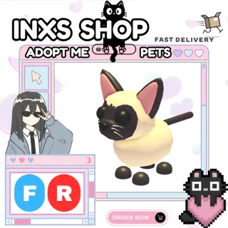 FR SIAMESE CAT