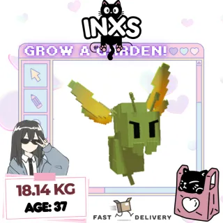 SEMI-HUGE GIANTBEAN TARANTULA HAWK