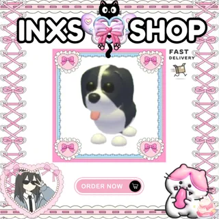 BLACK SPRINGER SPANIEL 