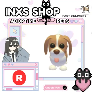 R BROWN SPRINGER SPANIEL 