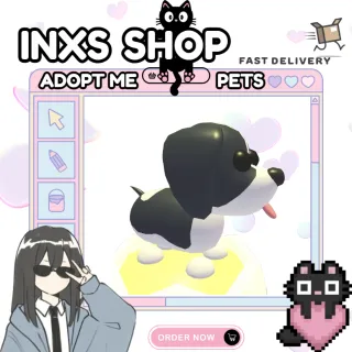 BLACK SPRINGER SPANIEL 