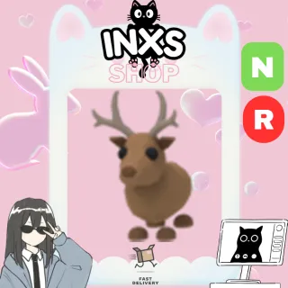 NR REINDEER