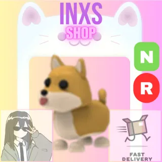 NR SHIBA INU