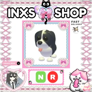 NR BLACK SPRINGER SPANIEL 
