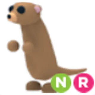 NR Meerkat