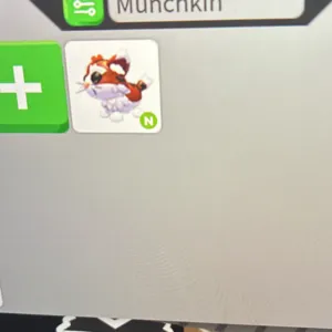 NEON MUNCHKIN CAT NO POT