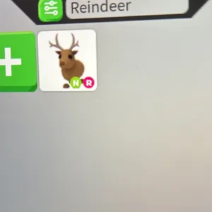 NR reindeer