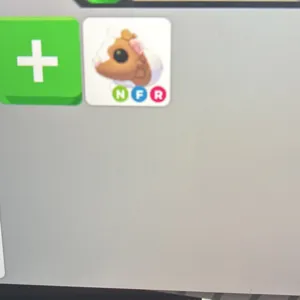 NFR choc dutch guineapig