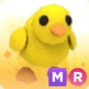 Chick MR