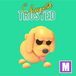 Toy Poodle Mega