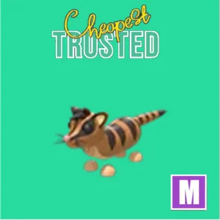 Banded Palm Civet Mega