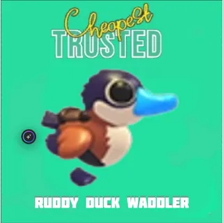 Ruddy Duck Waddler