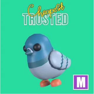 Rock Pigeon Mega